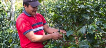 Maximiliano Beltran, pěstitel z Kolumbie, při sběru kávy