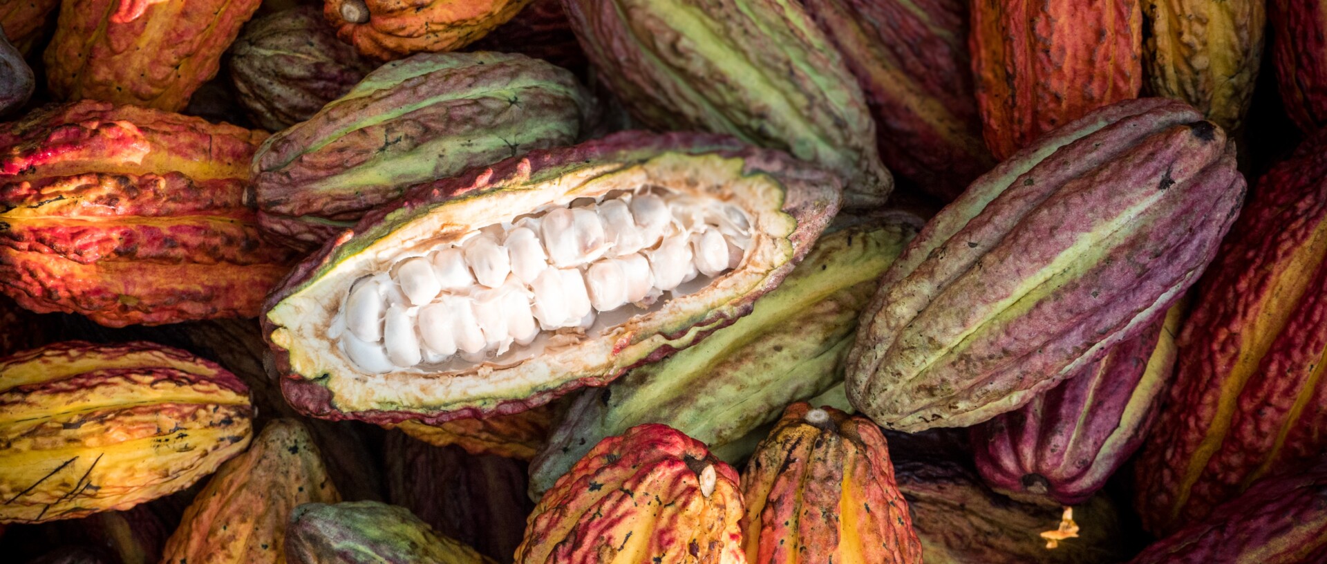 Kakao Fairtrade Česko a Slovensko